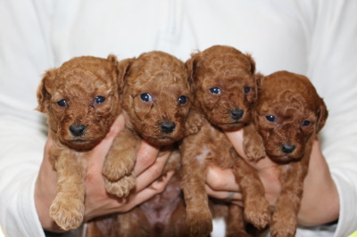 トイプードルレッドの子犬オス1頭メス3頭、生後4週間画像