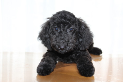 トイプードルブラック(黒色)の子犬オス、生後4ヶ月半画像