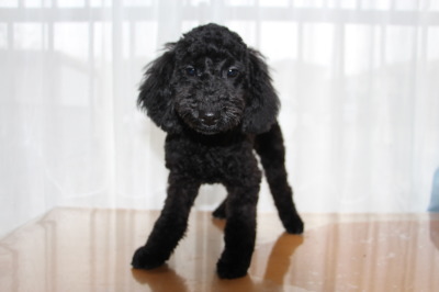 トイプードルブラック(黒色)の子犬オス、生後4ヶ月半画像