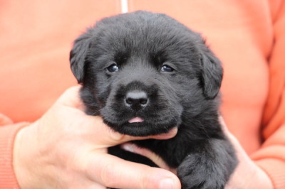 黒(ブラック)ラブラドールの子犬オス、生後3週間画像