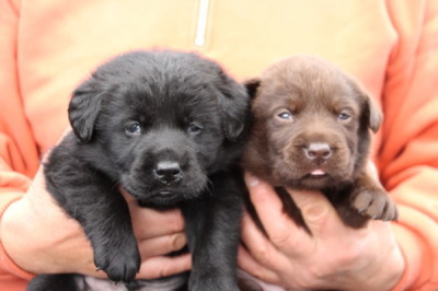 黒ラブとチョコラブの子犬オスメス、生後3週間画像