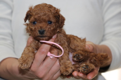トイプードルレッドの子犬メス、生後5週間画像