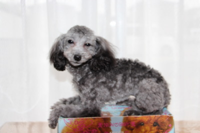 ティーカップサイズのトイプードルシルバー(グレー)の子犬メス、生後7ヶ月画像