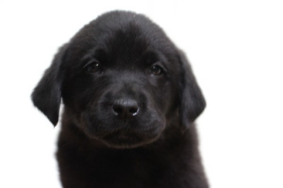 ラブラドールブラック(黒ラブ)の子犬オス、生後7週間画像