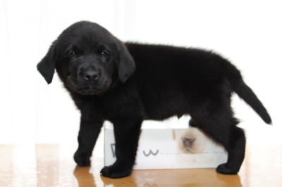 ラブラドールブラック(黒ラブ)の子犬オス、生後7週間画像