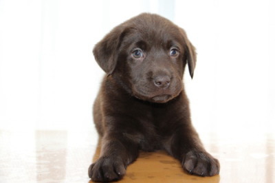 ラブラドールチョコレート色(チョコラブ)の子犬メス、生後7週間 – A 