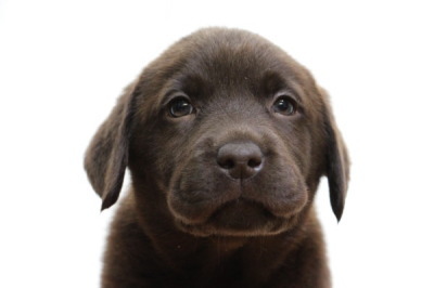 ラブラドールチョコレート色(チョコラブ)の子犬メス、生後7週間画像