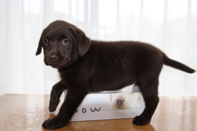 ラブラドールチョコレート色(チョコラブ)の子犬メス、生後7週間画像