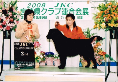ラブラドールブラック(黒ラブ)JKCチャンピオン成犬オス画像