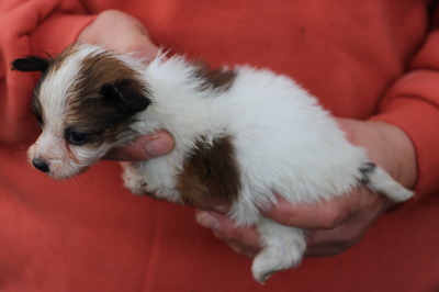 パピヨン白茶の子犬オス、生後1ヶ月画像
