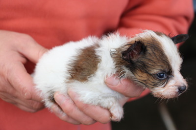 パピヨン白茶の子犬オス、生後1ヶ月画像
