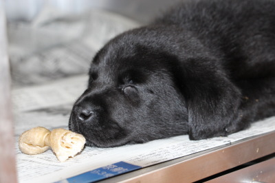 ラブラドールブラック(黒ラブ)の子犬オス、生後8週間画像