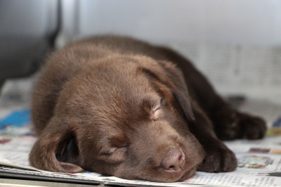 ラブラドールチョコレート色(チョコラブ)の子犬メス、生後8週間画像