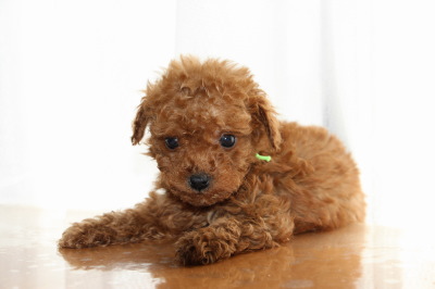 タイニーサイズトイプードルレッドの子犬オス、生後7週間画像