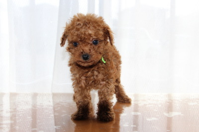 タイニーサイズトイプードルレッドの子犬オス、生後7週間画像
