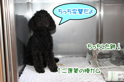 トイプードルブラック(黒色)の子犬オス、生後5ヶ月半画像