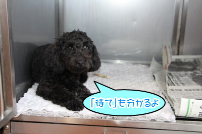 トイプードルブラック(黒色)の子犬オス、生後5ヶ月半画像