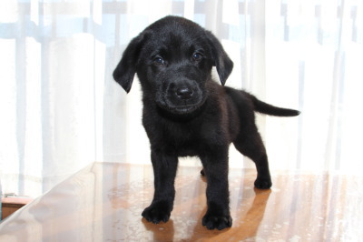 ラブラドールブラック(黒ラブ)の子犬オス、生後2ヶ月画像
