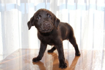 ラブラドールチョコレート色(チョコラブ)の子犬メス、生後2ヶ月画像