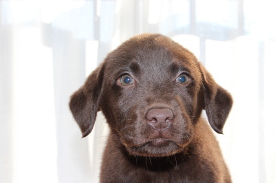 ラブラドールチョコレート色(チョコラブ)の子犬メス、生後2ヶ月画像