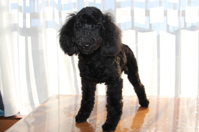 トイプードルブラック(黒色)の子犬オス、生後半年画像