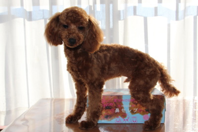 トイプードルレッドの子犬オス、生後7ヶ月画像
