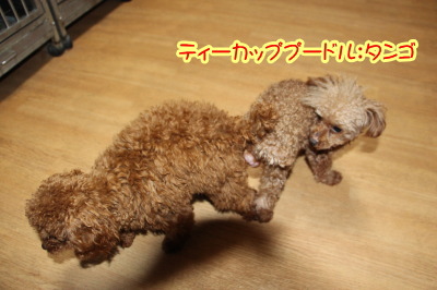 ティーカッププードルレッド犬の交配、種オスティカッププードルレッドタンゴ画像