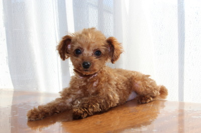 タイニーサイズトイプードルレッドの子犬メス、生後2ヶ月半画像