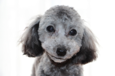 ティーカップサイズのトイプードルシルバー(グレー)の子犬メス、生後8ヶ月画像