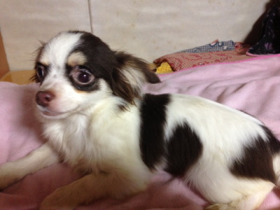 チワワチョコタンホワイトの子犬オス、生後5ヶ月画像