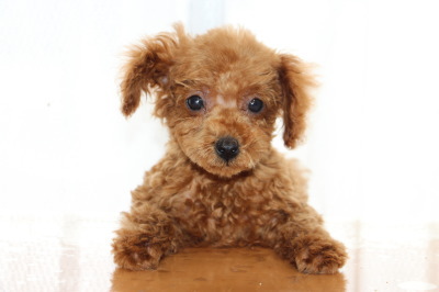 タイニーサイズトイプードルレッドの子犬オス、生後2ヶ月半画像
