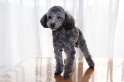 ティーカップサイズのトイプードルシルバー(グレー)の子犬メス、生後9ヶ月画像