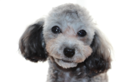 ティーカップサイズのトイプードルシルバー(グレー)の子犬メス、生後9ヶ月画像