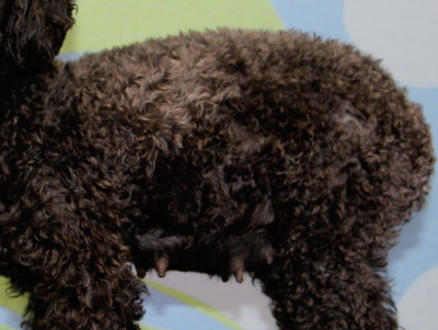 トイプードルブラック(黒色)妊娠犬、交配45日のお腹画像
