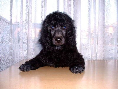 スタンダードプードルブラック(黒色)の子犬メス、生後2ヶ月画像