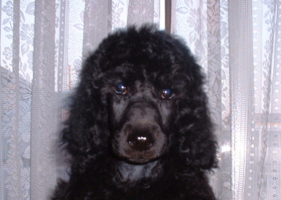 スタンダードプードルブラック(黒色)の子犬メス、生後2ヶ月画像