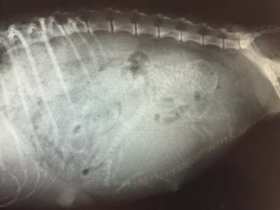 トイプードルブラック(黒色)妊娠犬、出産予定1週間前のレントゲン写真