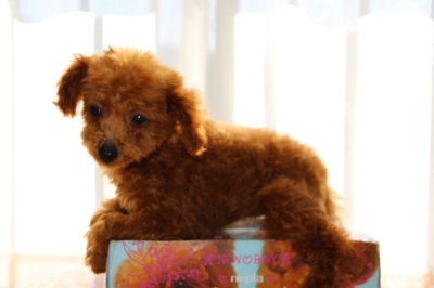 トイプードルレッドの子犬メス、生後3ヶ月半画像