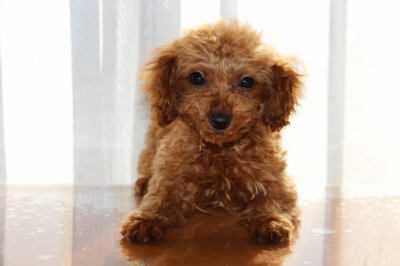 トイプードルレッドの子犬メス、生後3ヶ月半画像