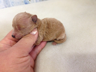 トイプードルアプリコットの子犬メス、生後1週間画像