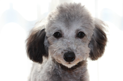 トイプードルシルバー(グレー)の子犬オス、生後6ヶ月画像