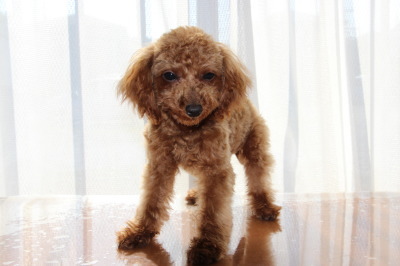 タイニーサイズトイプードルレッドの子犬メス、生後5ヶ月画像