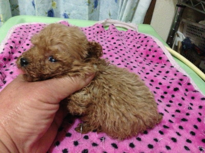 ティーカッププードルアプリコットの子犬メス、生後5週間画像
