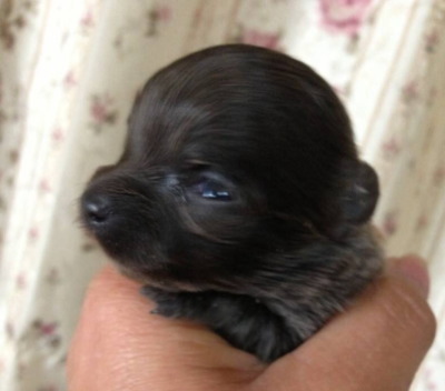 チワワロングブルーの子犬メス、生後2週間画像