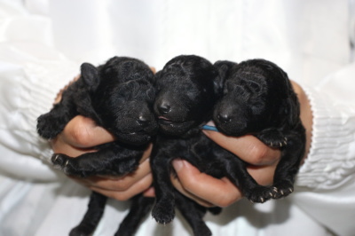 トイプードルシルバーの子犬オス2頭メス1頭、生後1週間画像