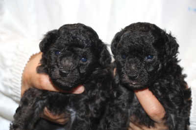 トイプードルシルバーの子犬オス1頭メス1頭、生後4週間画像