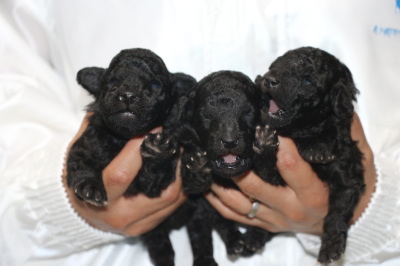 トイプードルシルバーの子犬オス2頭メス1頭、生後2週間画像