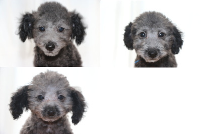 トイプードルシルバーの子犬オス2頭メス1頭、生後2ヶ月半画像