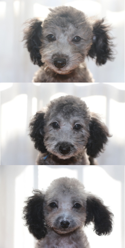 トイプードルシルバーの子犬オス2頭メス1頭、生後3ヶ月画像