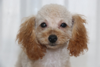 トイプードルアプリコットの子犬メス、生後4ヶ月